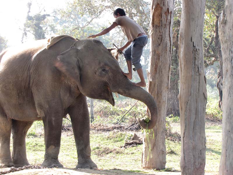 Hoe komt de oppasser op de rug van zijn olifant? Nou zo: over de slurf.