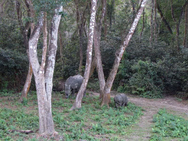 Het voordeel van een ritje per olifant is dat een olifant de dieren niet afschrikt.