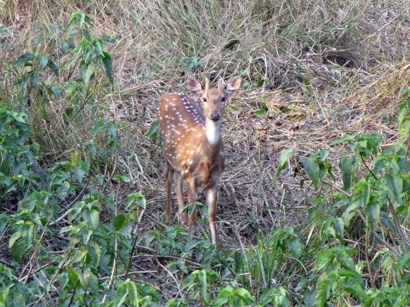 De Chital kijkt verbaasd: 'He, wat heeft die olifant op zijn rug?'