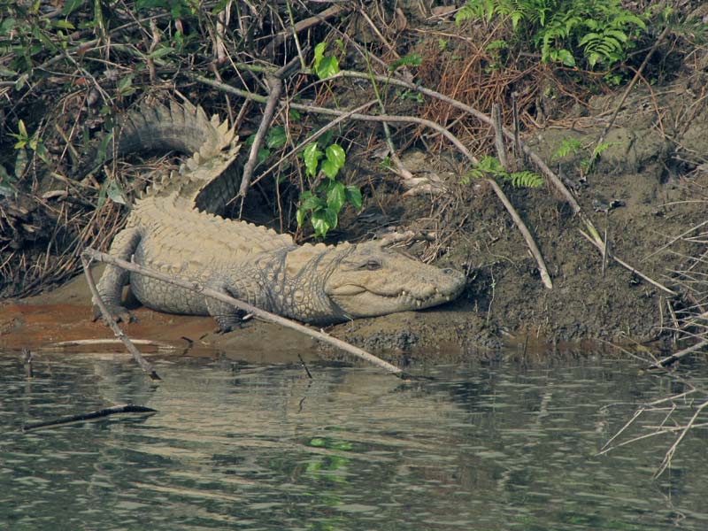 Een krokodil op de oever. Krokodillen zijn zeldzaam geworden op het Indiase Subcontinent maar hier worden ze beschermd.