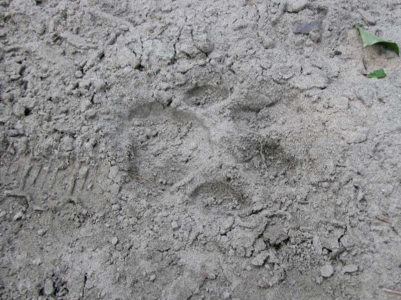 De pootafdruk van een tijger. Tijgers komen voor in Bardia National Park maar laten zich zelden zien.