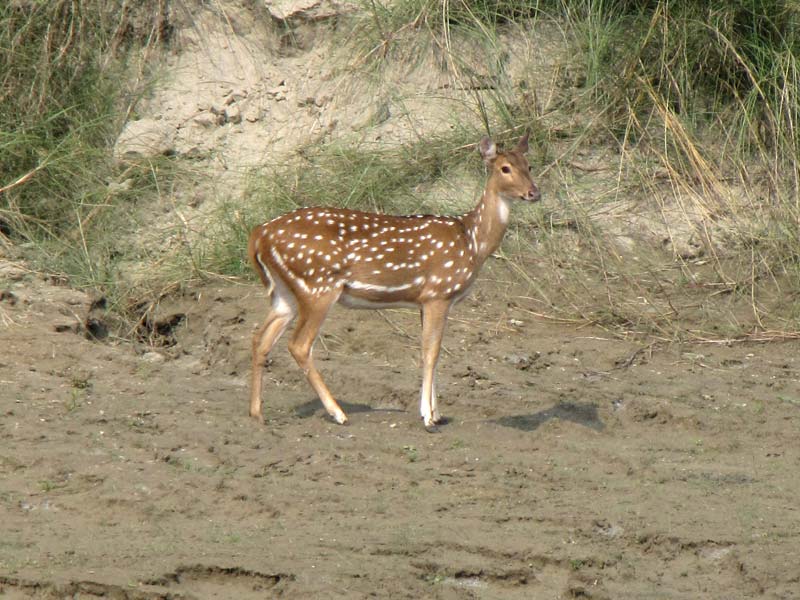 Een Chital, Axis axis, op de oever van de Babai River.