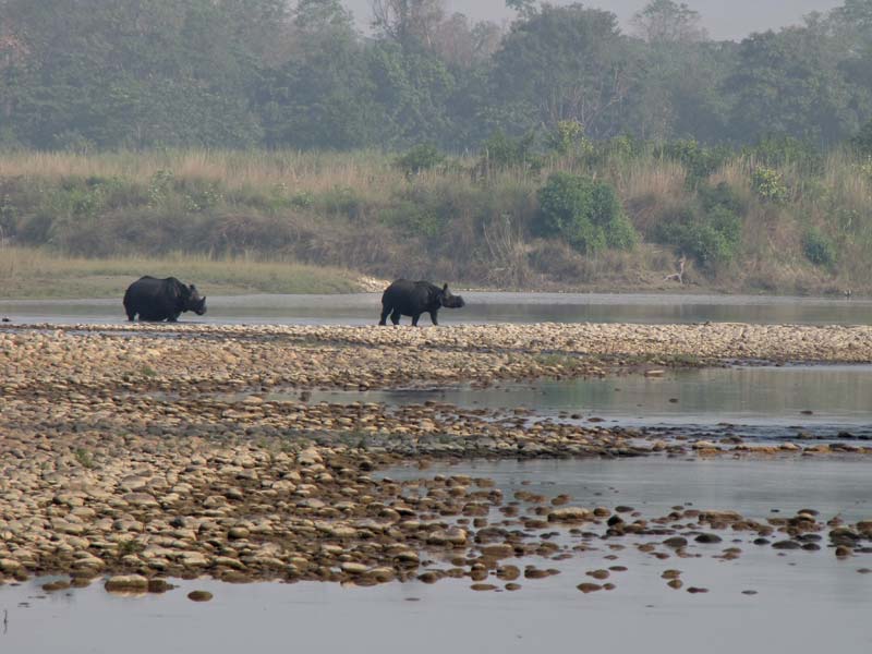 In het park leven ook neushoorns, Rhinoceros unicornis. Ja, met één hoorn.