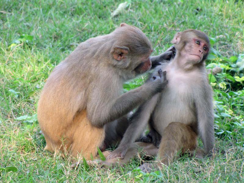 Een Rhesusmakaak, Macaca mulatta, vlooit de ander.