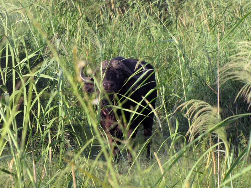 Kafferbuffel (Syncerus caffer) loert vanuit het riet. Is wild, dus agressief.