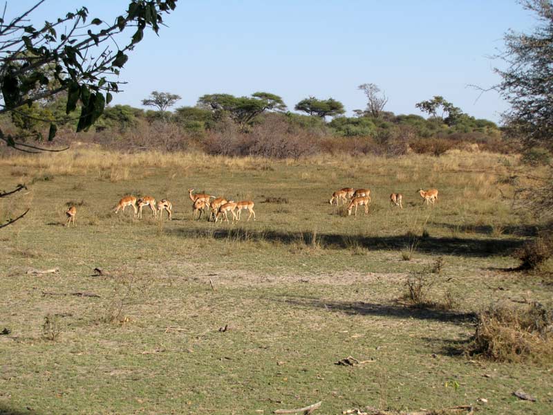 Een kudde impala's (Aepyceros melampus melampus).