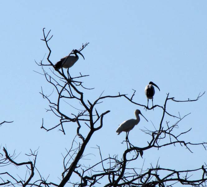 Twee ibissen (Threskiornis aethiopicus) en één lepelaar (Platalea alba).