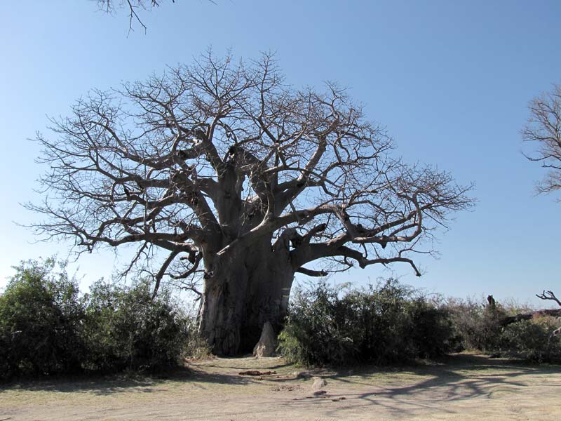 De Afrikaanse Baobab (Adansonia digitata).