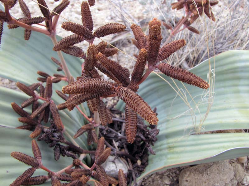 Het mannelijke orgaan van de Welwitschia