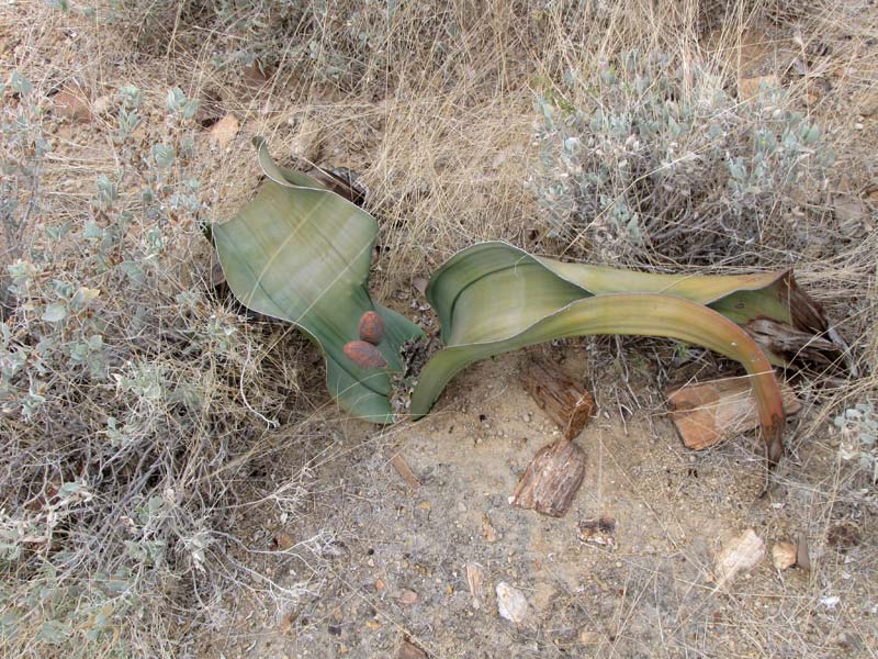 Vrouwelijke Welwitschia mirabilis.