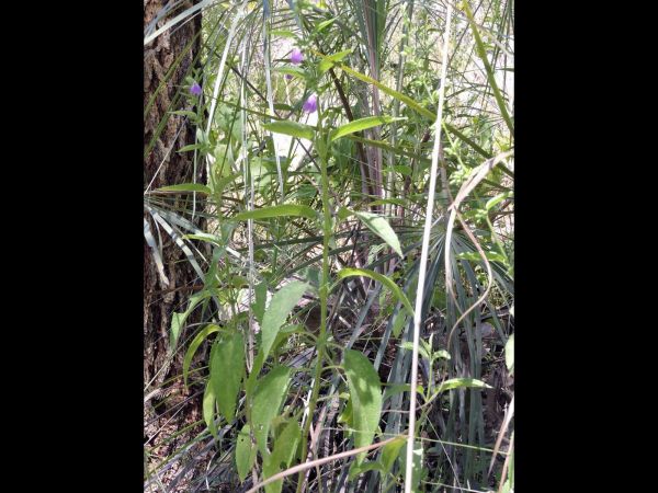 Anisomeles malabarica
Malabar Catmint (Eng)
Trefwoorden: Plant;Lamiaceae;Bloem;purper;violet;blauw
