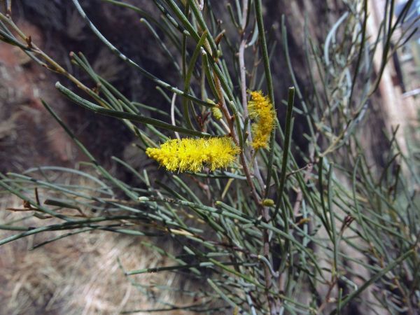 Acacia aneura
Mulga (Eng)
Keywords: Plant;Fabaceae;Boom;Bloem;geel