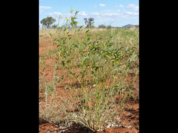 Crotalaria eremaea
Desert Rattlepod (Eng)
Trefwoorden: Plant;Fabaceae;Bloem;geel