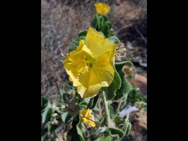 Abutilon; A. leucopetalum
Desert Lantern Flower (Eng)
Keywords: Plant;Malvaceae;Bloem;geel