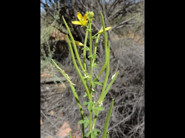 Cleome viscosa
Asian Spiderflower, Mustard Bush (Eng)
Trefwoorden: Plant;Cleomaceae;Bloem;geel