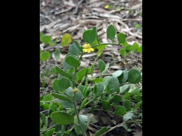 Goodenia varia
Sticky Goodenia (Eng)
Trefwoorden: Plant;Goodeniaceae;Bloem;geel