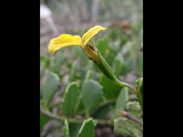 Goodenia varia
Sticky Goodenia (Eng)
Trefwoorden: Plant;Goodeniaceae;Bloem;geel