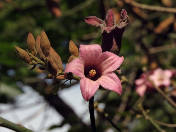Brachychiton discolor
Lacebark Tree, Lace Kurrajong, Pink Kurrajong (Eng)
Trefwoorden: Plant;Boom;Malvaceae;Bloem;roze