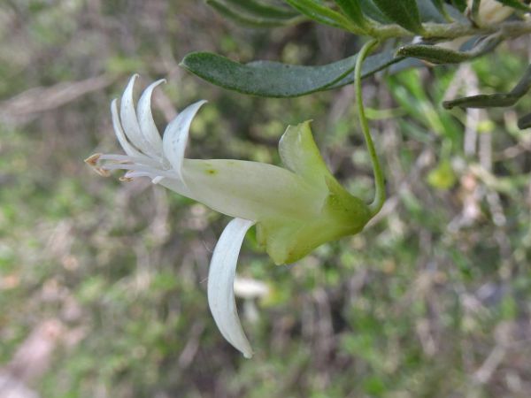 Eremophila alternifolia
Narrow-leaved Poverty Bush (Eng) - white type
Trefwoorden: Plant;Scrophulariaceae;Bloem;wit