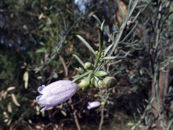 Eremophila scoparia
Silver Emu Bush (Eng)
Trefwoorden: Plant;Scrophulariaceae;Bloem;blauw;violet