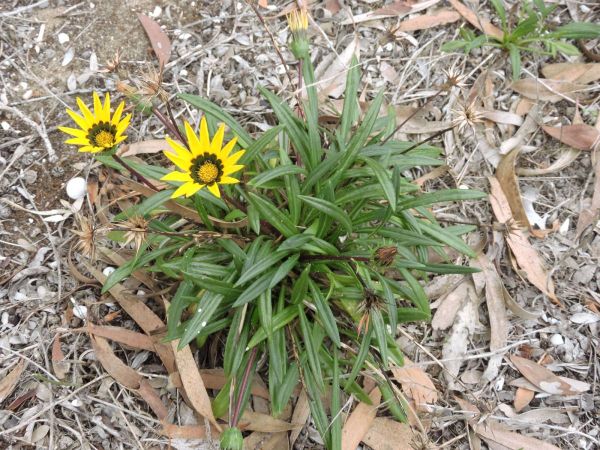 Gazania linearis
Treasure Flower (Eng)
Trefwoorden: Plant;Asteraceae;Bloem;geel