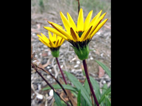 Gazania linearis
Treasure Flower (Eng)
Trefwoorden: Plant;Asteraceae;Bloem;geel