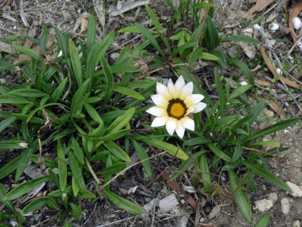 Gazania linearis
Treasure Flower (Eng)
Trefwoorden: Plant;Asteraceae;Bloem;wit