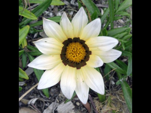 Gazania linearis
Treasure Flower (Eng)
Trefwoorden: Plant;Asteraceae;Bloem;wit