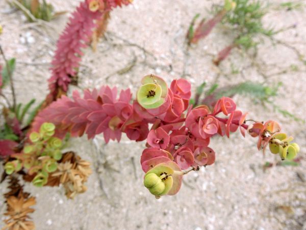 Euphorbia paralias
Sea Spurge (Eng)
Trefwoorden: Plant;Euphorbiaceae;Bloem;groen