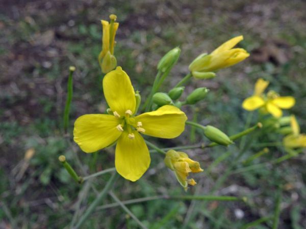 Brassica napus
Rape (Eng) Koolzaad (Ned) Raps (Ger) 
Trefwoorden: Plant;Brassicaceae;Bloem;geel;cultuurgewas
