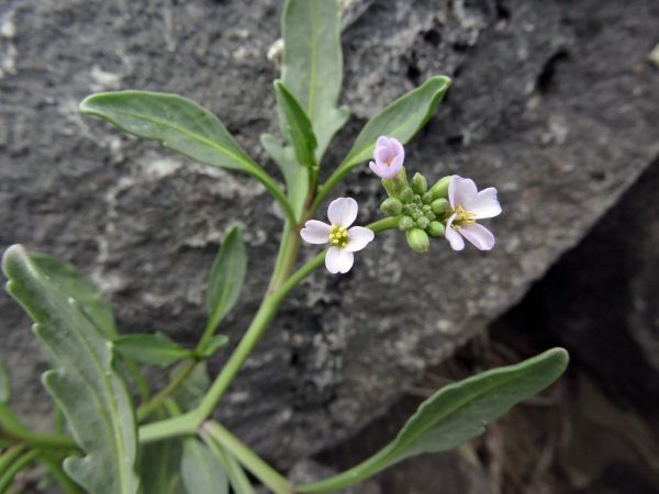 Cakile edentula
American Searocket (Eng)
Trefwoorden: Plant;Brassicaceae;Bloem;roze;wit