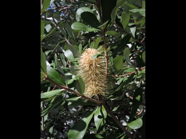 Banksia integrifolia integrifolia
Coast Banksia (Eng)
Keywords: Plant;Boom;Proteaceae;Bloem;geel