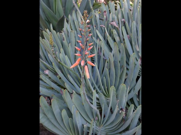 Aloe plicatilis
Fan Aloe (Eng)
Keywords: Plant;Asphodelaceae;Bloem;oranje;rood
