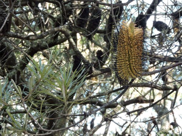 Banksia spinulosa
Hairpin Banksia (Eng)
Trefwoorden: Plant;Boom;Proteaceae;Bloem;geel