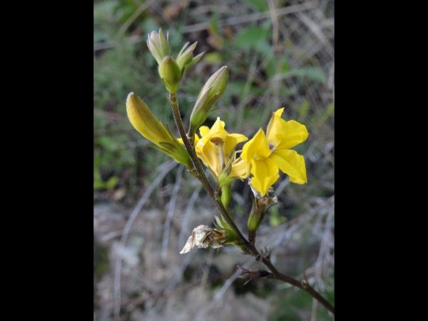 Goodenia decurrens
Hop Goodenia (Eng)
Trefwoorden: Plant;Goodeniaceae;Bloem;geel