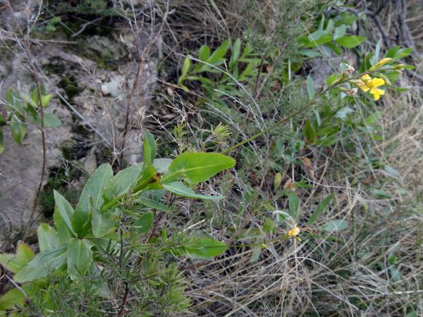 Goodenia decurrens
Hop Goodenia (Eng)
Trefwoorden: Plant;Goodeniaceae;Bloem;geel