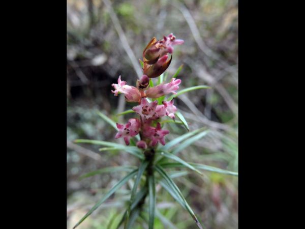 Dracophyllum secundum
Necklace Heath (Eng)
Trefwoorden: Plant;Ericaceae;Bloem;roze