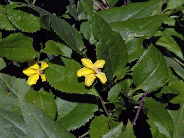 Goodenia ovata
Hop Goodenia (Eng)
Trefwoorden: Plant;Goodeniaceae;Bloem;geel