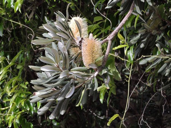 Banksia integrifolia
Coast Banksia (Eng)
Keywords: Plant;Boom;Proteaceae;Bloem;geel;groen