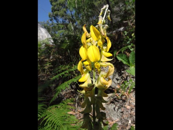 Crotalaria pallida
Streaked Rattlepod, Smooth Rattlepod (Eng)
Trefwoorden: Plant;Fabaceae;Bloem;geel