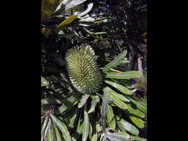 Banksia aemula
Wallum Banksia (Eng)
Trefwoorden: Plant;Proteaceae;Bloem;groen