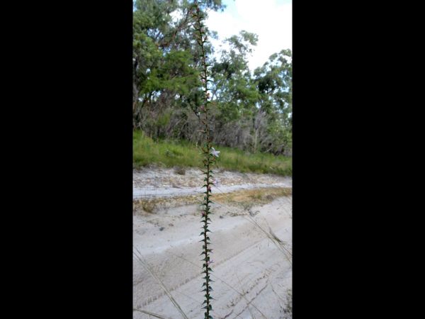 Epacris pulchella
Coral Heath, Wallum Heath (Eng)
Trefwoorden: Plant;Ericaceae;Bloem;wit