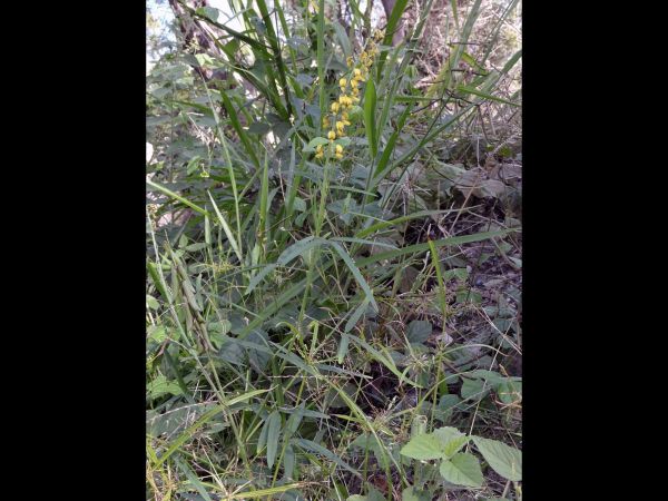 Crotalaria lanceolata
Lance-leaved Rattlepod (Eng)
Trefwoorden: Plant;Fabaceae;Bloem;geel