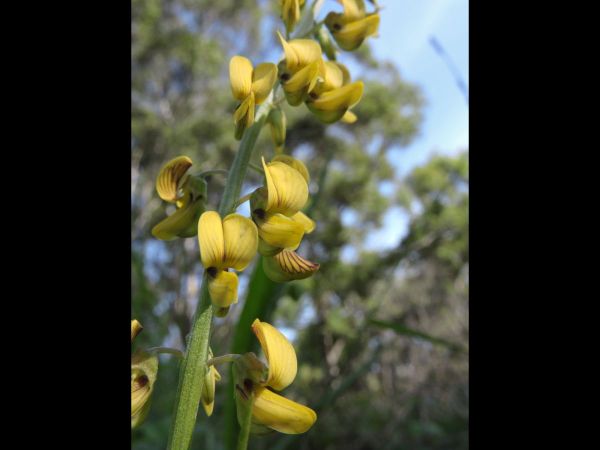 Crotalaria lanceolata
Lance-leaved Rattlepod (Eng)
Trefwoorden: Plant;Fabaceae;Bloem;geel