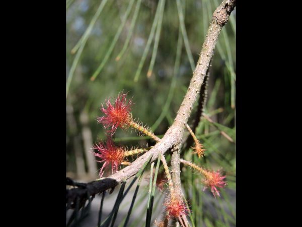 Allocasuarina decaisneana
Desert Oak (Eng) - flowers of female tree
Trefwoorden: Plant;Boom;Casuarinaceae;Bloem;rood