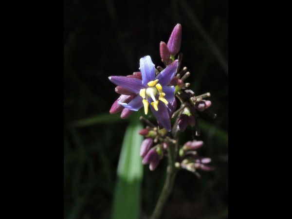 Dianella caerulea
Blue Flax-Lily (Eng)
Trefwoorden: Plant;Asphodelaceae;Bloem;blauw;purper