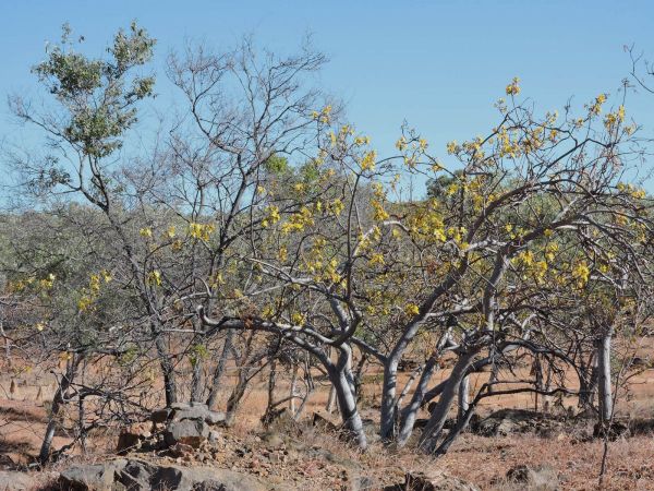 Cochlospermum gillivraei
Native Kapok Tree (Eng)
Trefwoorden: Plant;Bixaceae;Bloem;geel