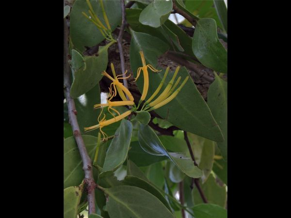 Dendrophthoe glabrescens
Orange Mistletoe (Eng)
Trefwoorden: Plant;Loranthaceae;Bloem;geel;groen