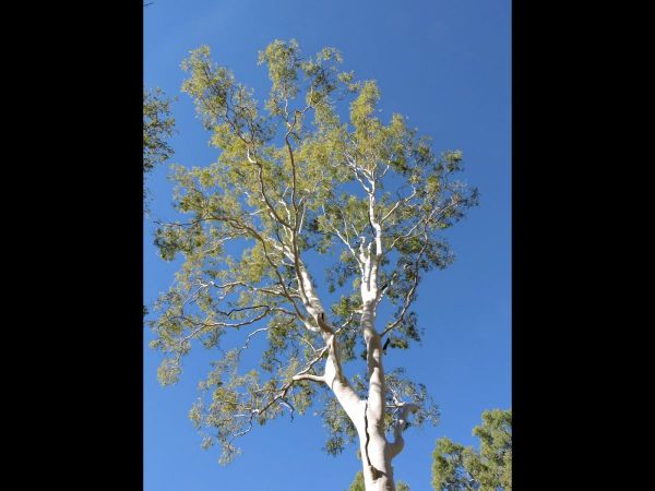 Eucalyptus camaldulensis
Red River Gum (Eng)
Trefwoorden: Plant;Boom;Myrtaceae