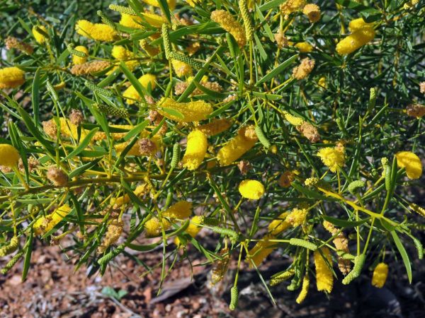 Acacia macdonnelliensis
Macdonnell Mulga (Eng)
Keywords: Plant;Fabaceae;Bloem;geel